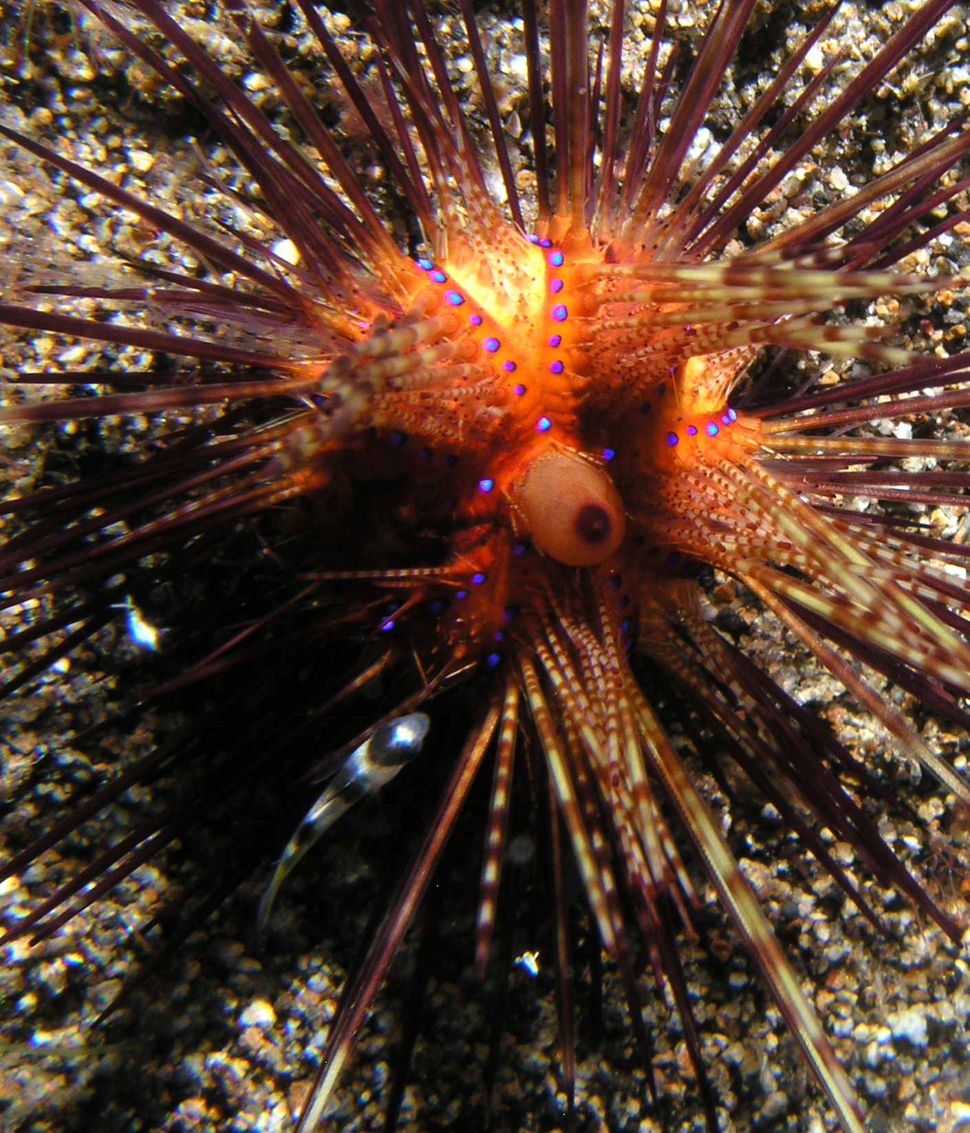 Psychedelic Urchin