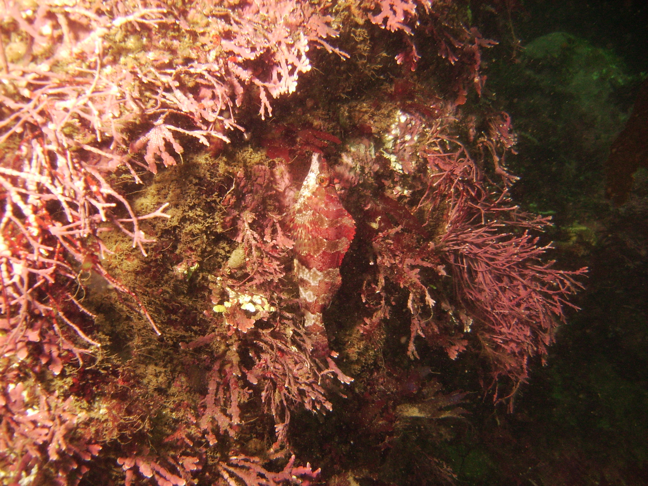 Pt. Lobos fish