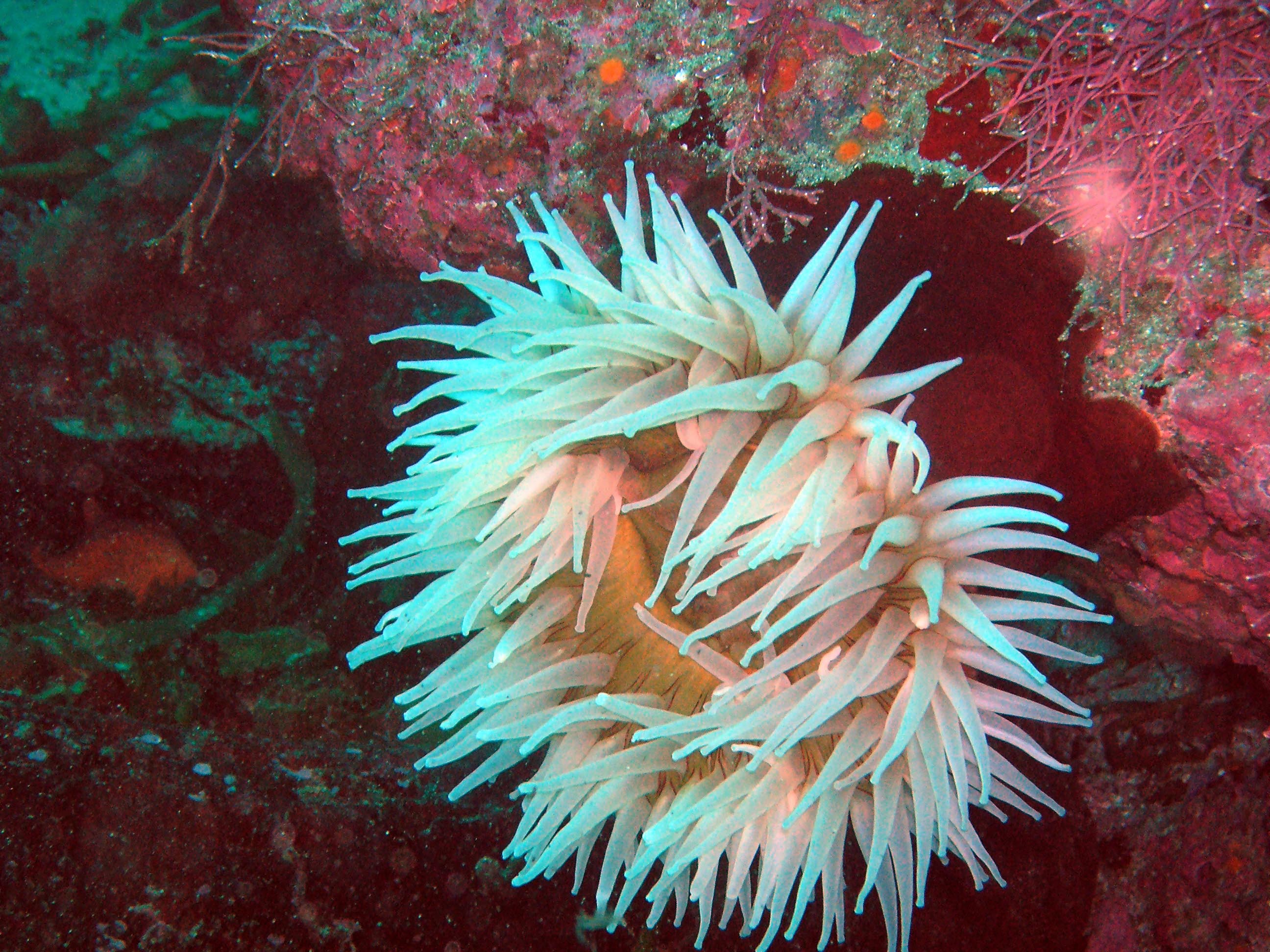 Pt_Lobos_23jul05