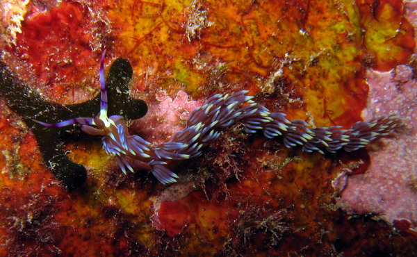 Pteraeolidia ianthina