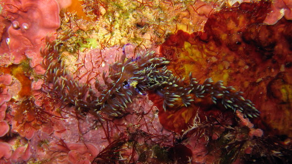 Pteraeolidia ianthina