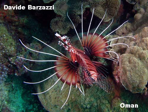 Pterois_radiatus