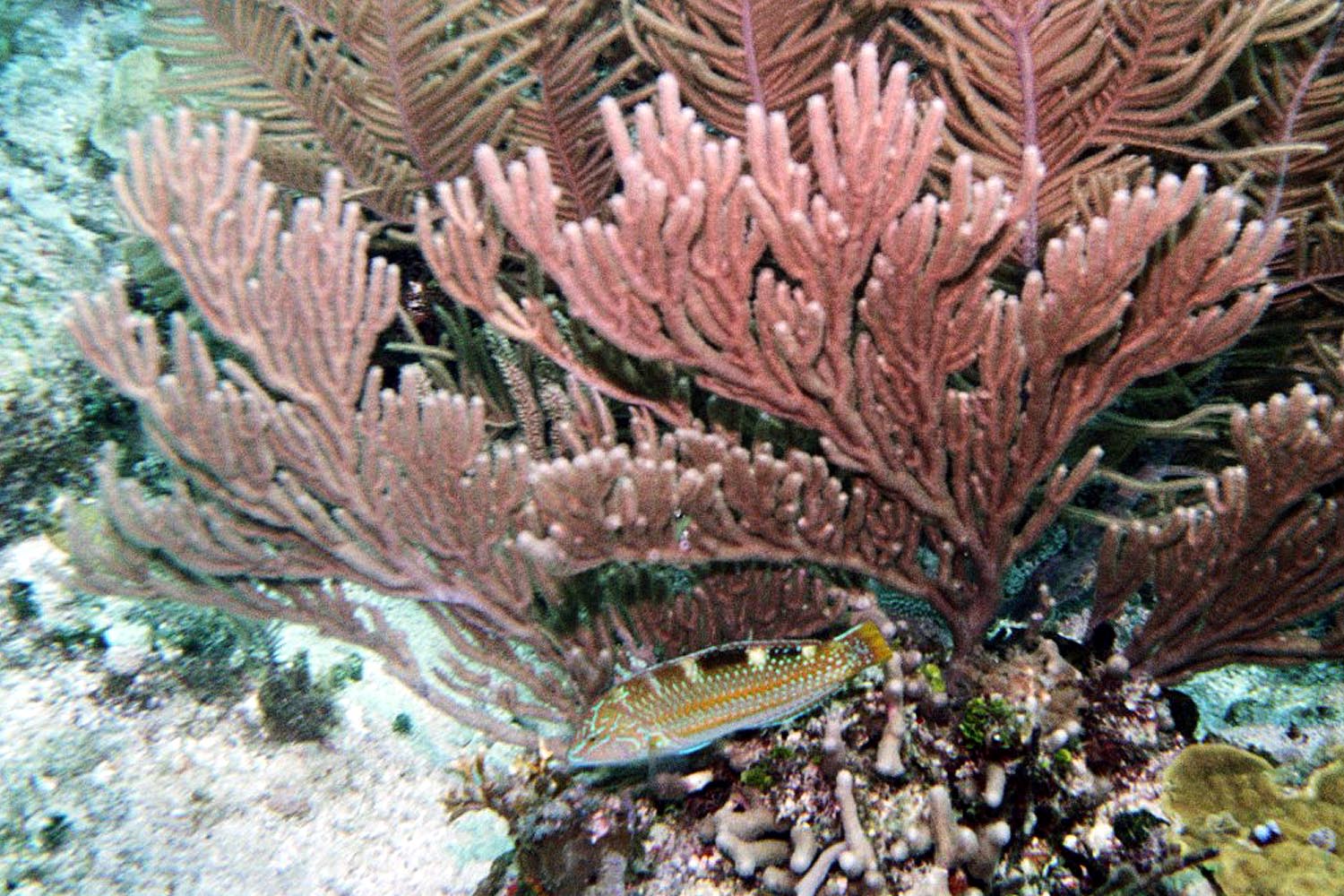 Puddingwife - Juvenile - Initial Phase