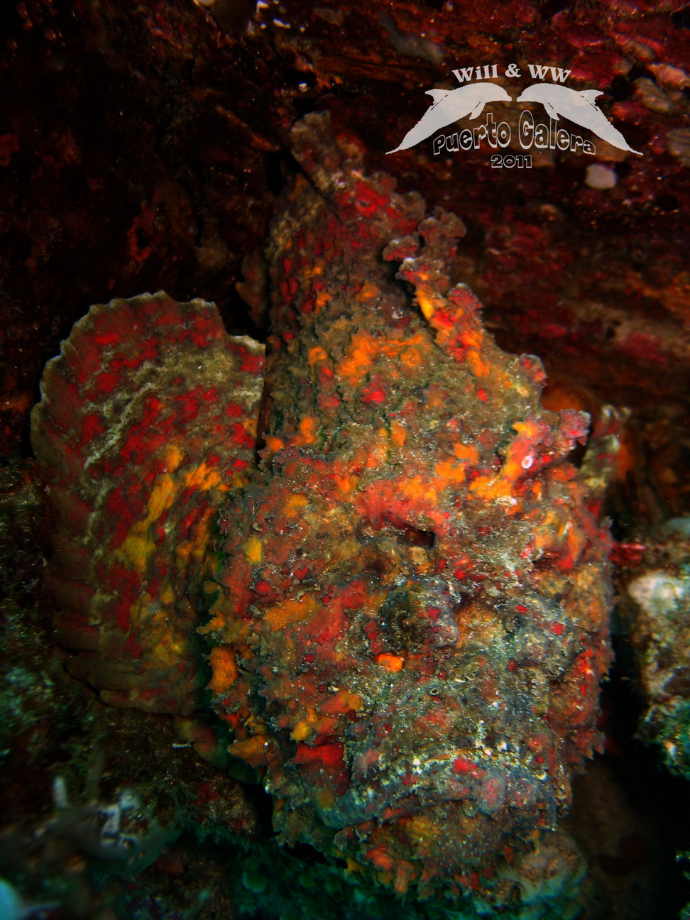 Puerto Galera (May 2011)