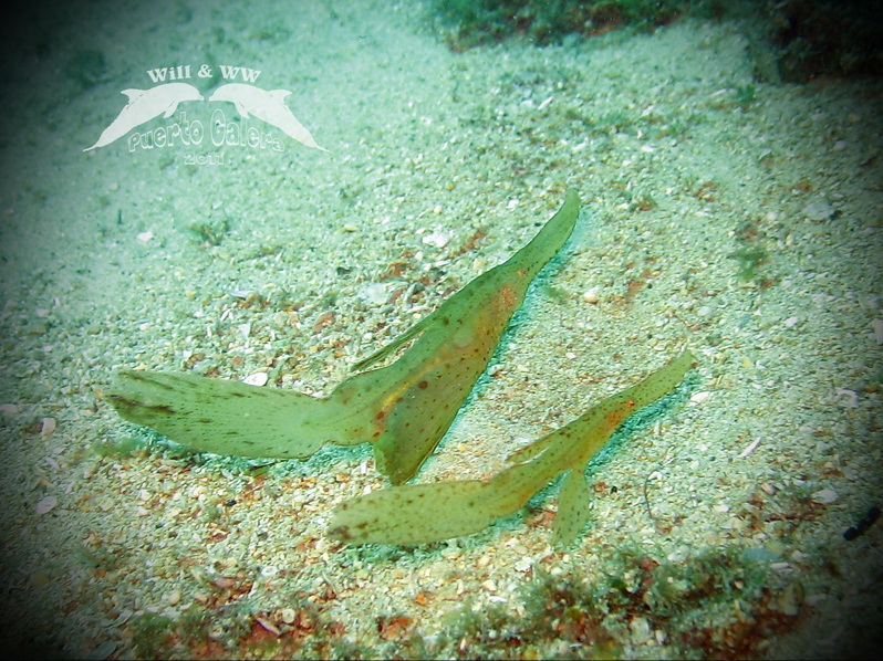 Puerto Galera (May 2011)