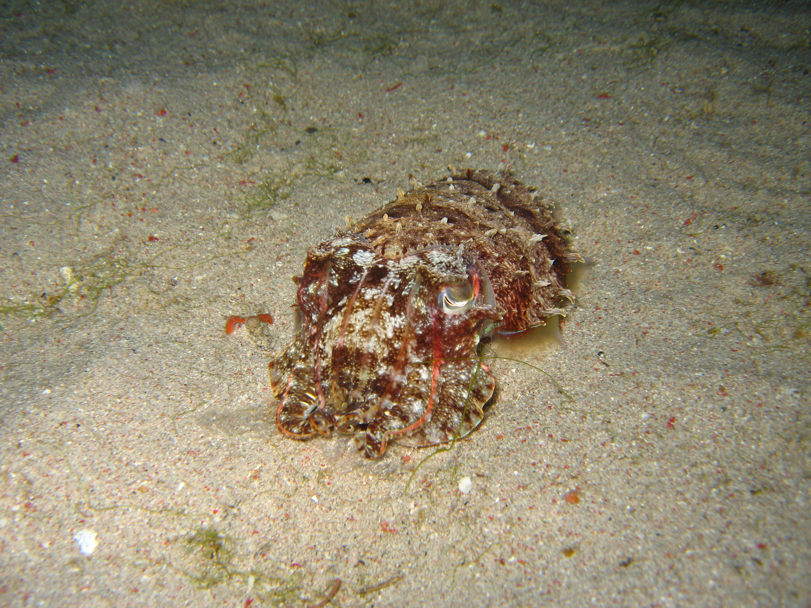 Puerto Galeras, April 2006