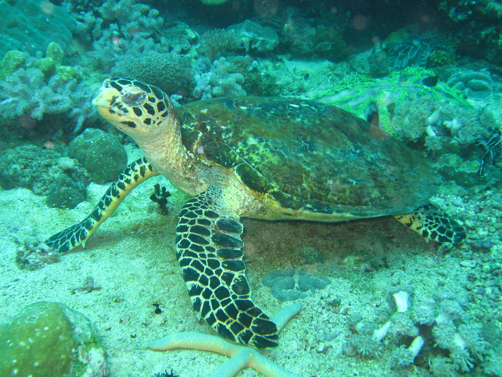 Puerto Galeras, April 2006