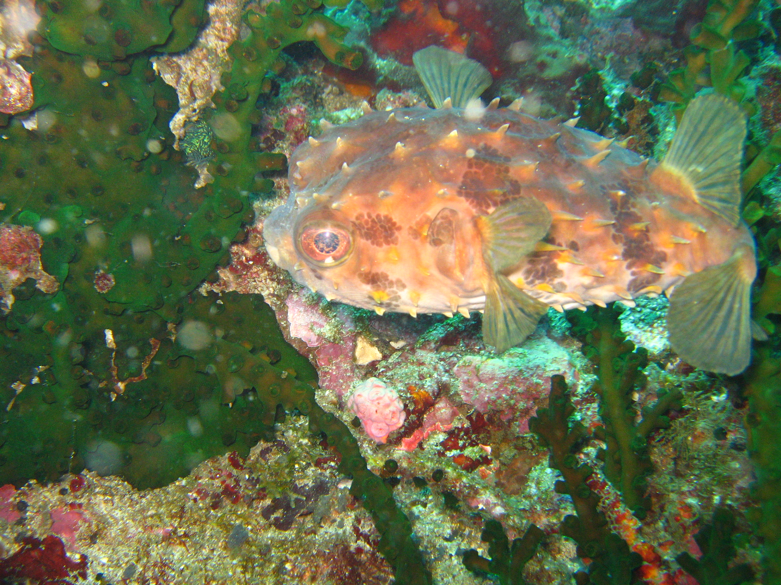 Puerto Galeras, April 2006