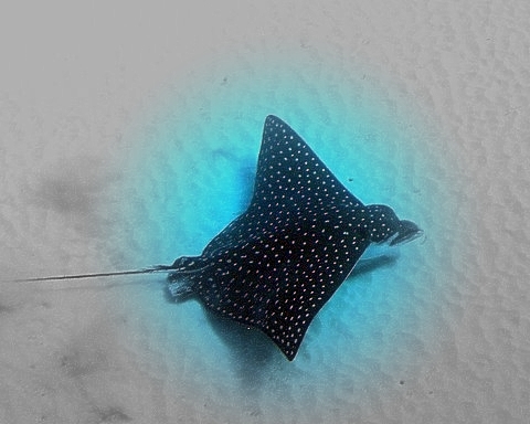 Puerto Rico - Monito Island - Eagle Ray