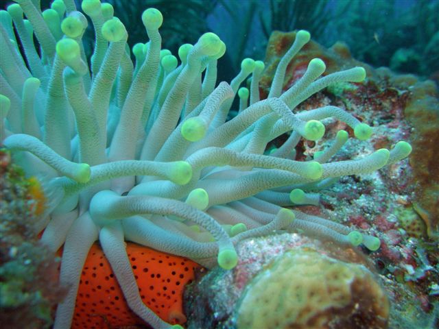 Puerto Rico Reef Scenes