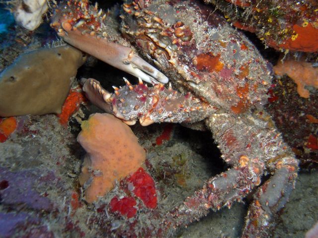 Puerto Rico Reef Scenes