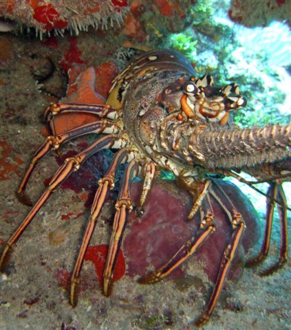 Puerto Rico Reef Scenes