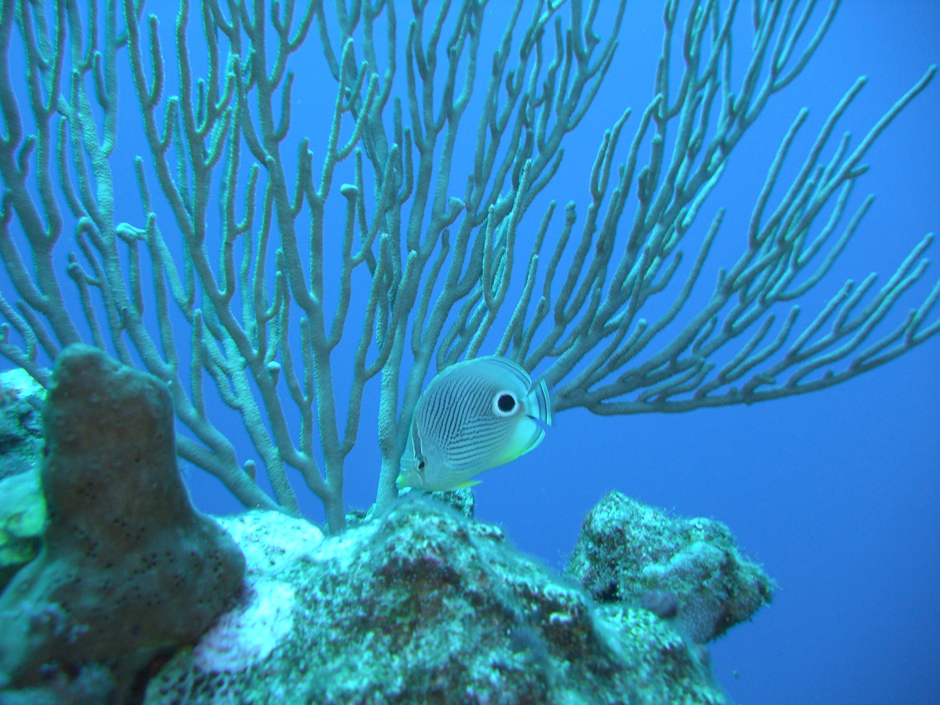 Puerto Rico Reef Scenes