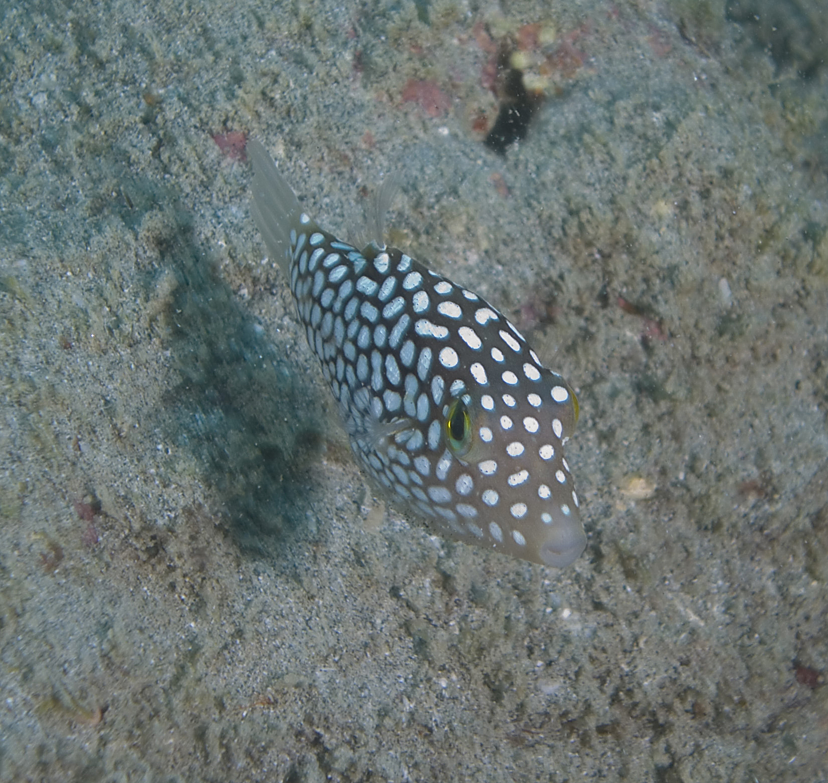 puffer 4