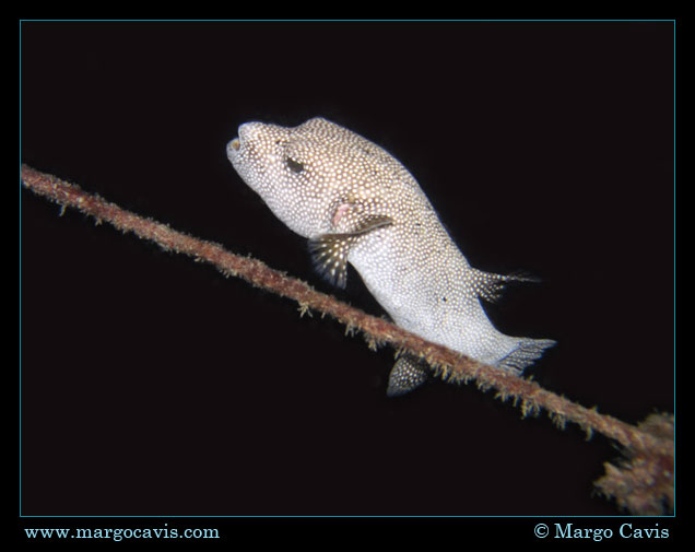 Puffer at night