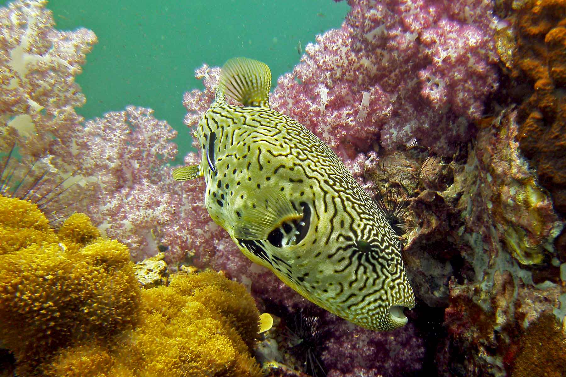 Puffer at Stonehenge