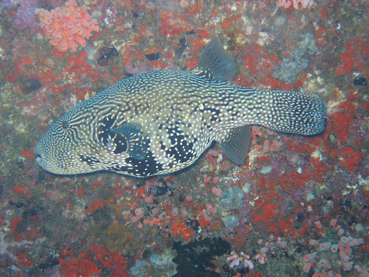 Puffer Fih, Maldives