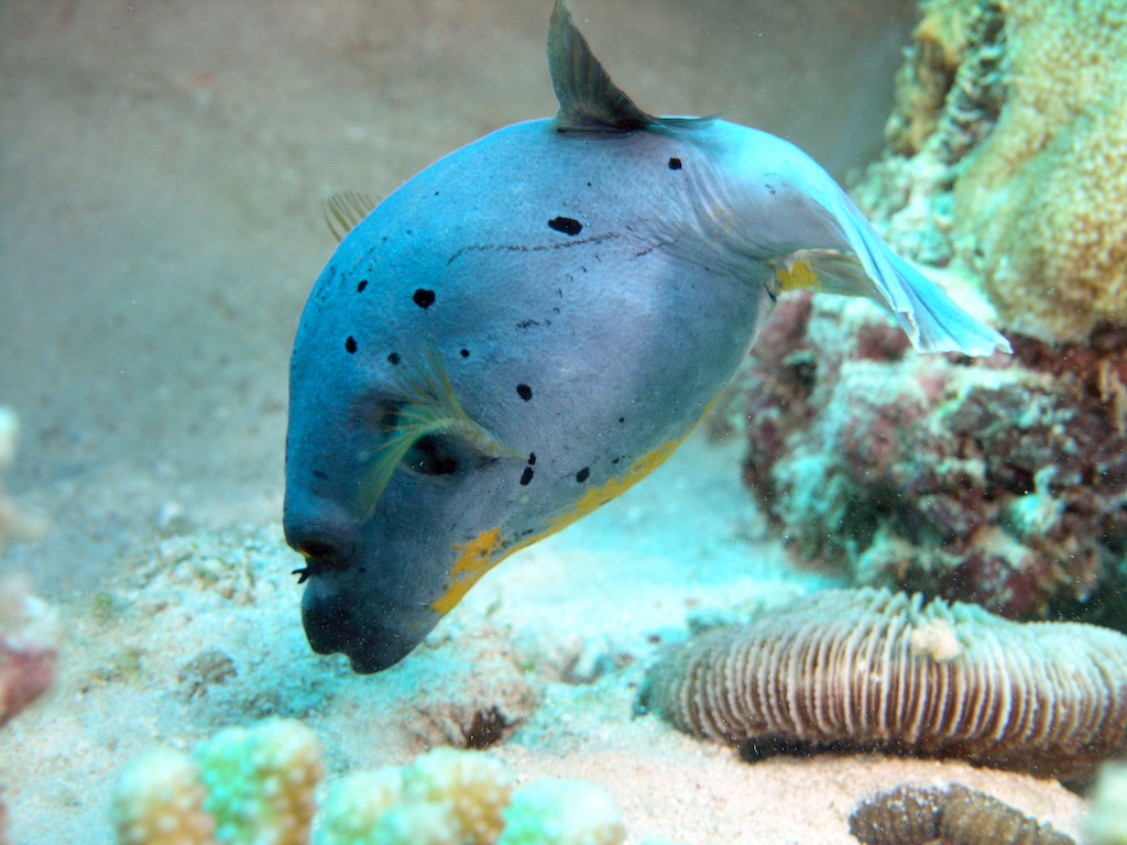 Puffer Fish - Scuba Diving in Sabah, Borneo