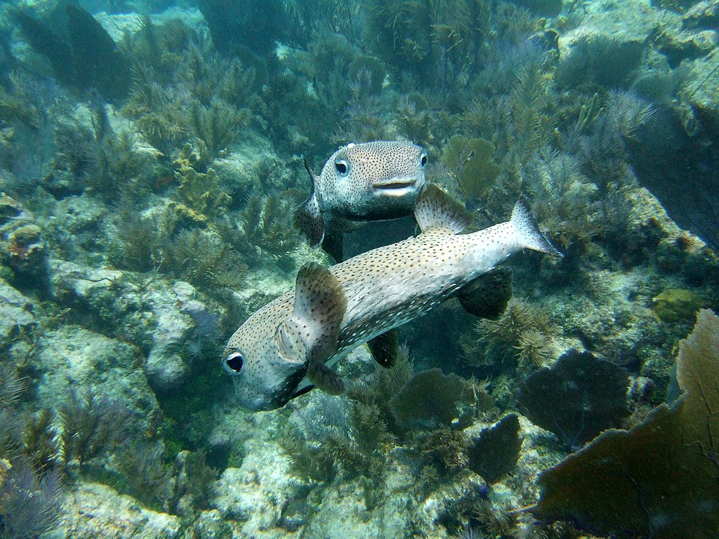 Puffer Fish