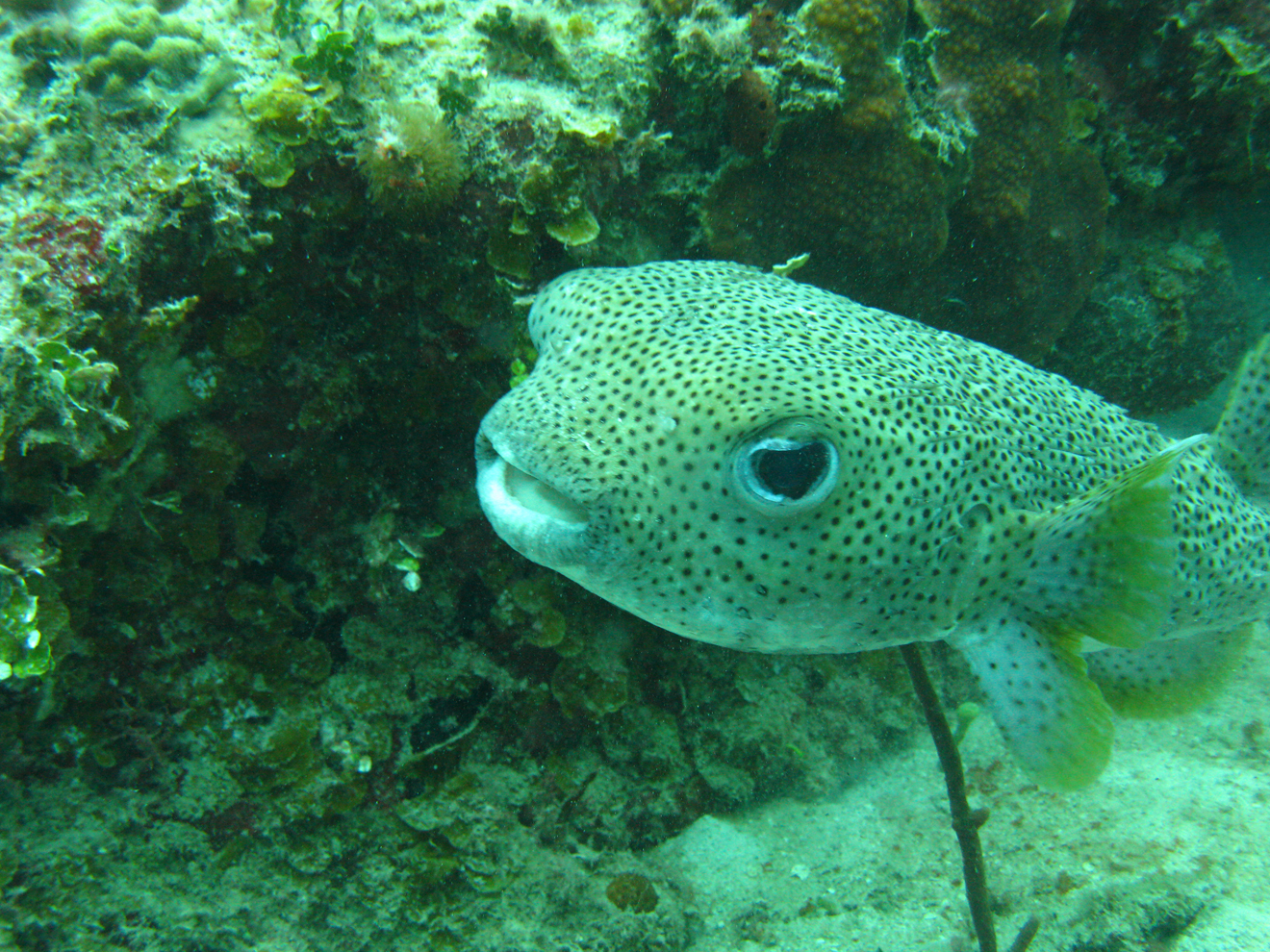 Puffer fish