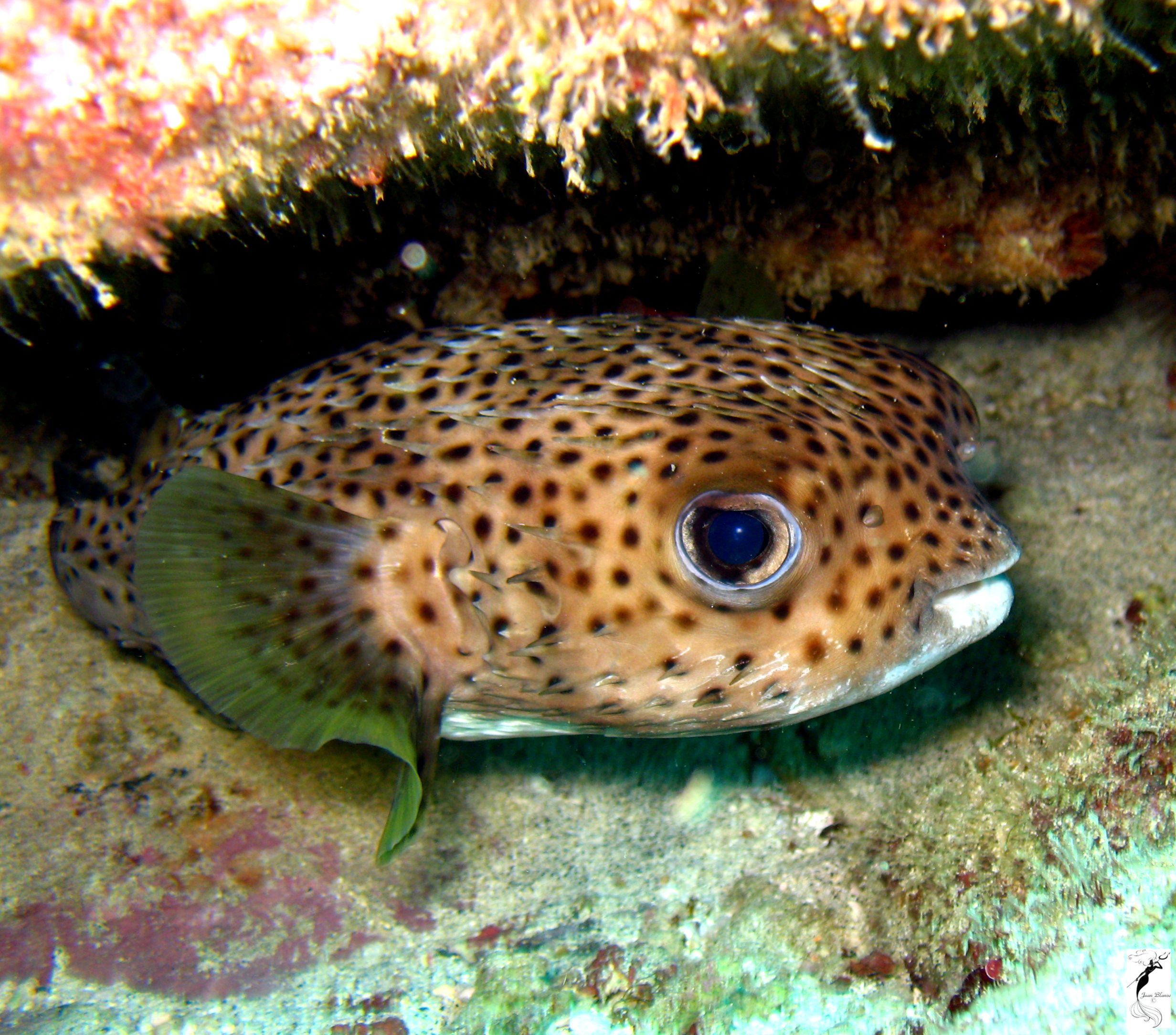 Puffer Fish