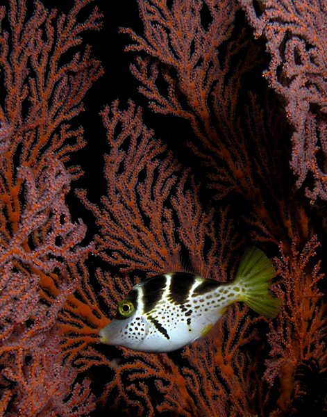 Puffer in a sea fan forest