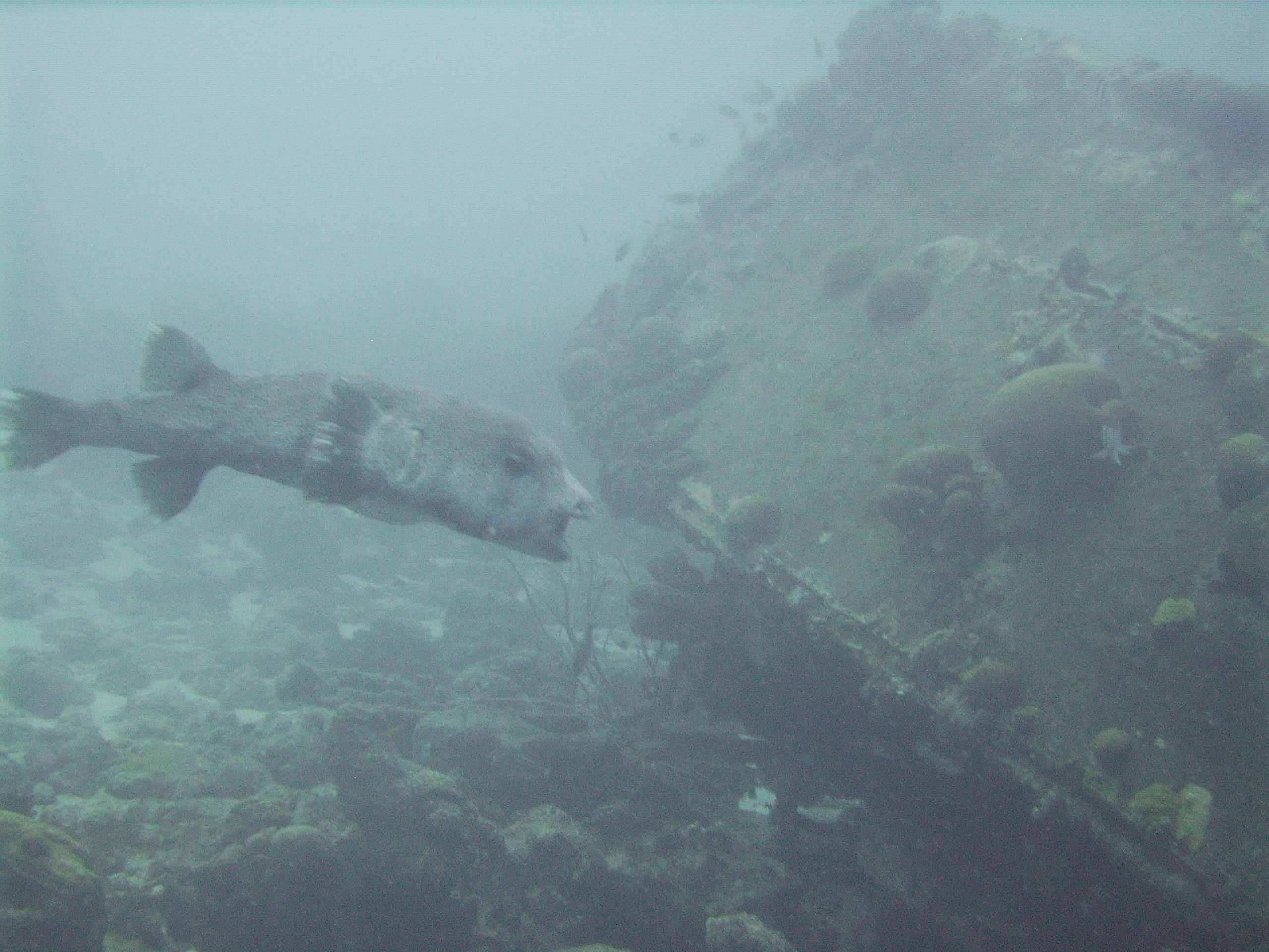 Puffer on wreck @ Cpt Dons