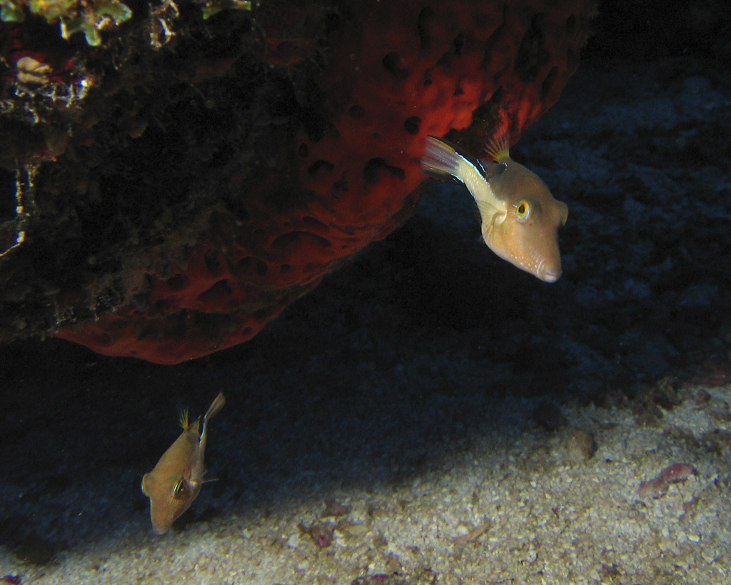 Puffer pair