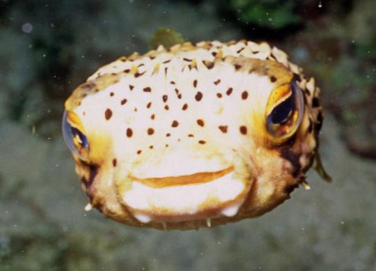 Puffer smile