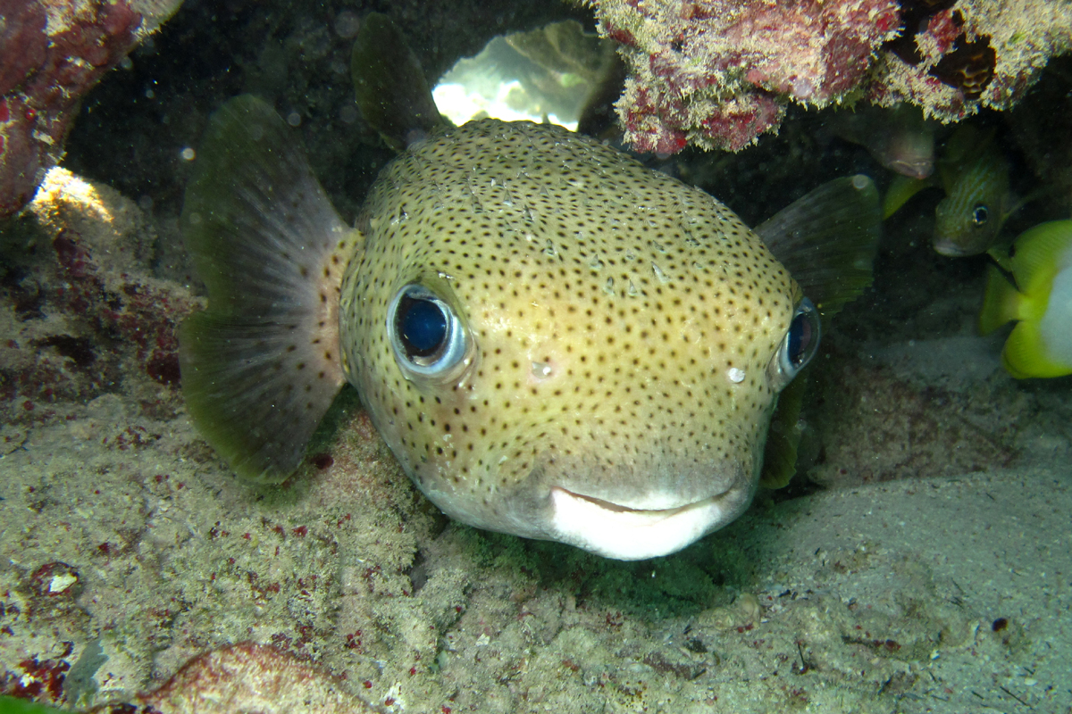 Puffer.