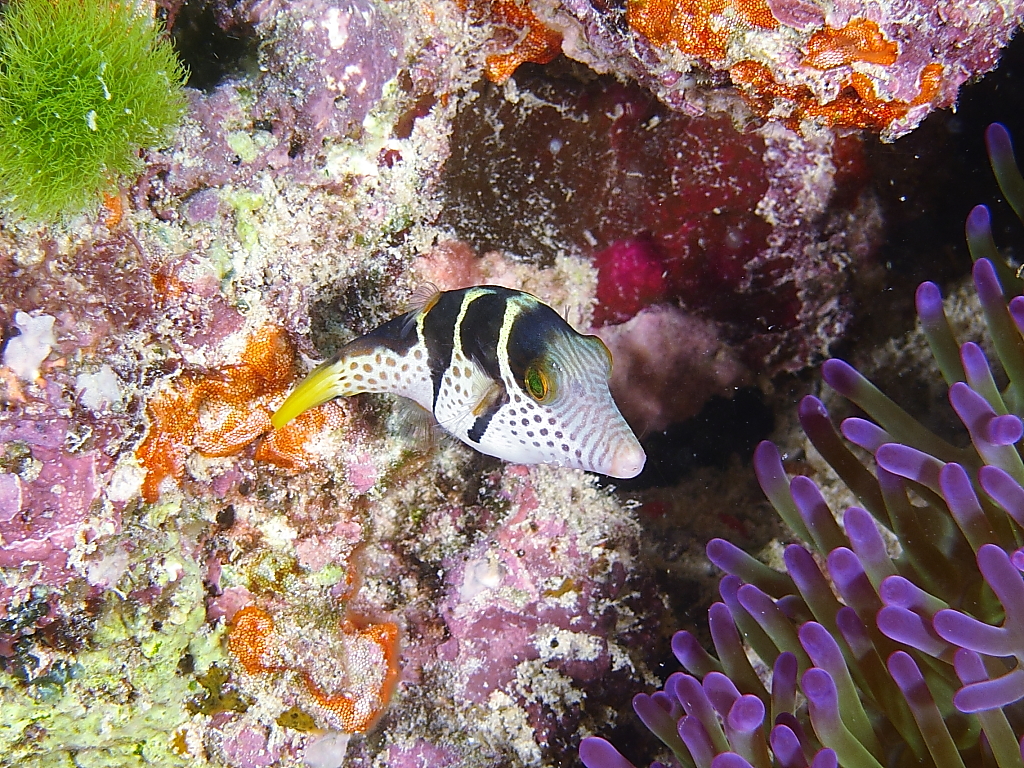 puffer02