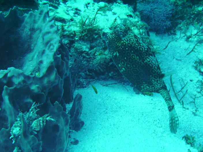 puffer210