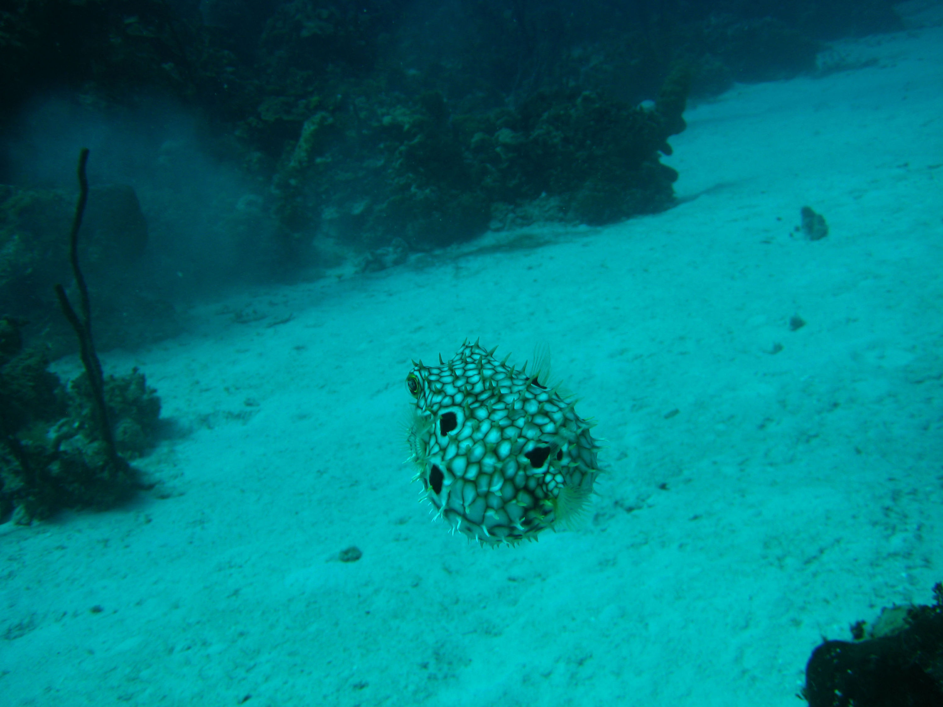 puffer_2