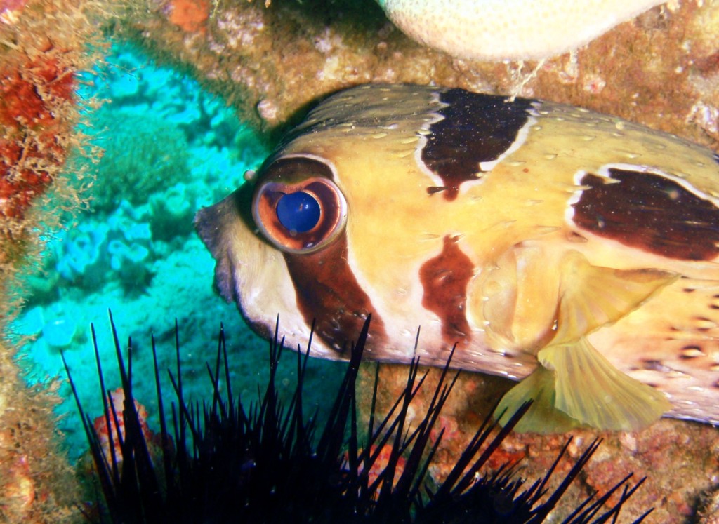 Pufferfish close-up