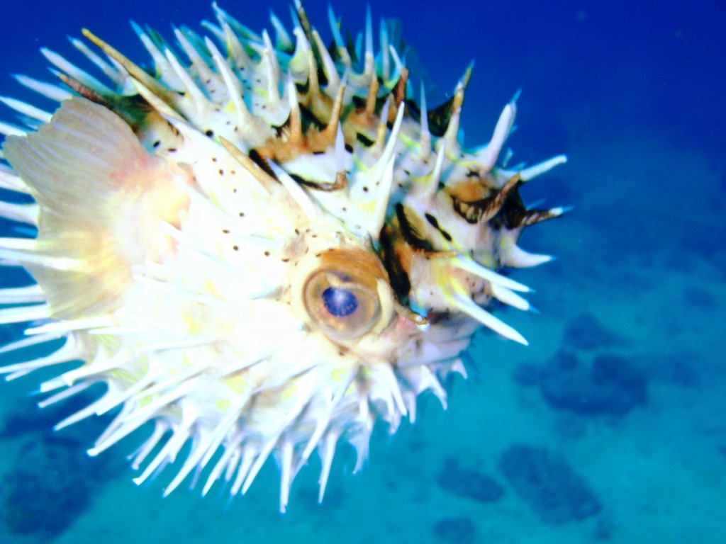 Pufferfish exploded :)