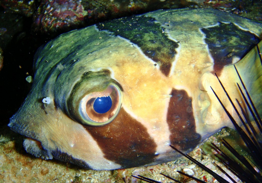 Pufferfish @ night