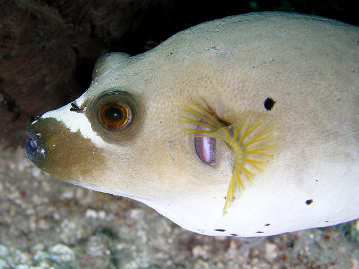 Pufferfish Profile