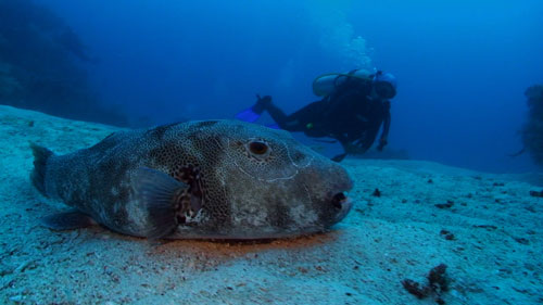 Pufferfish with diver