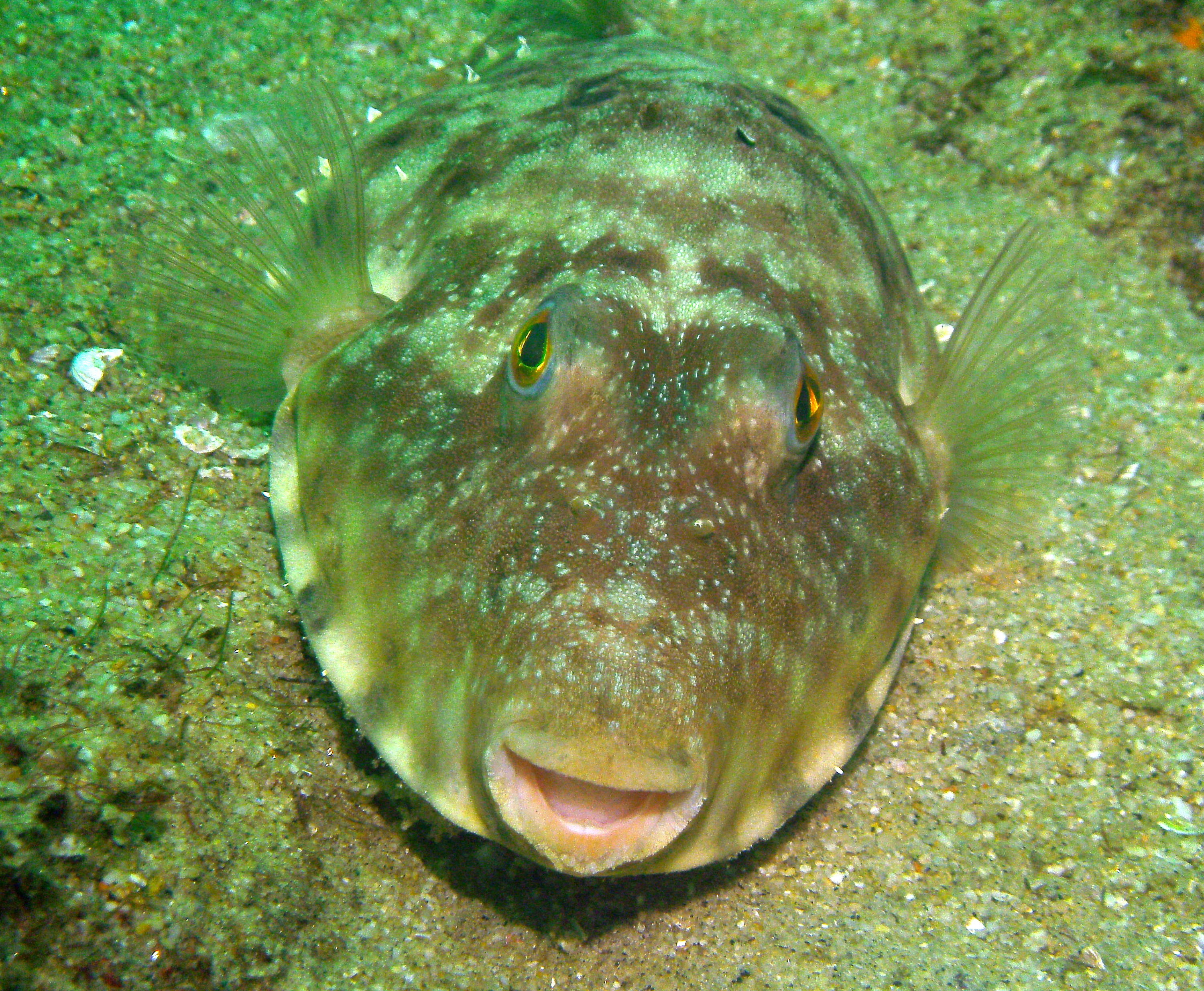 Pufferfish