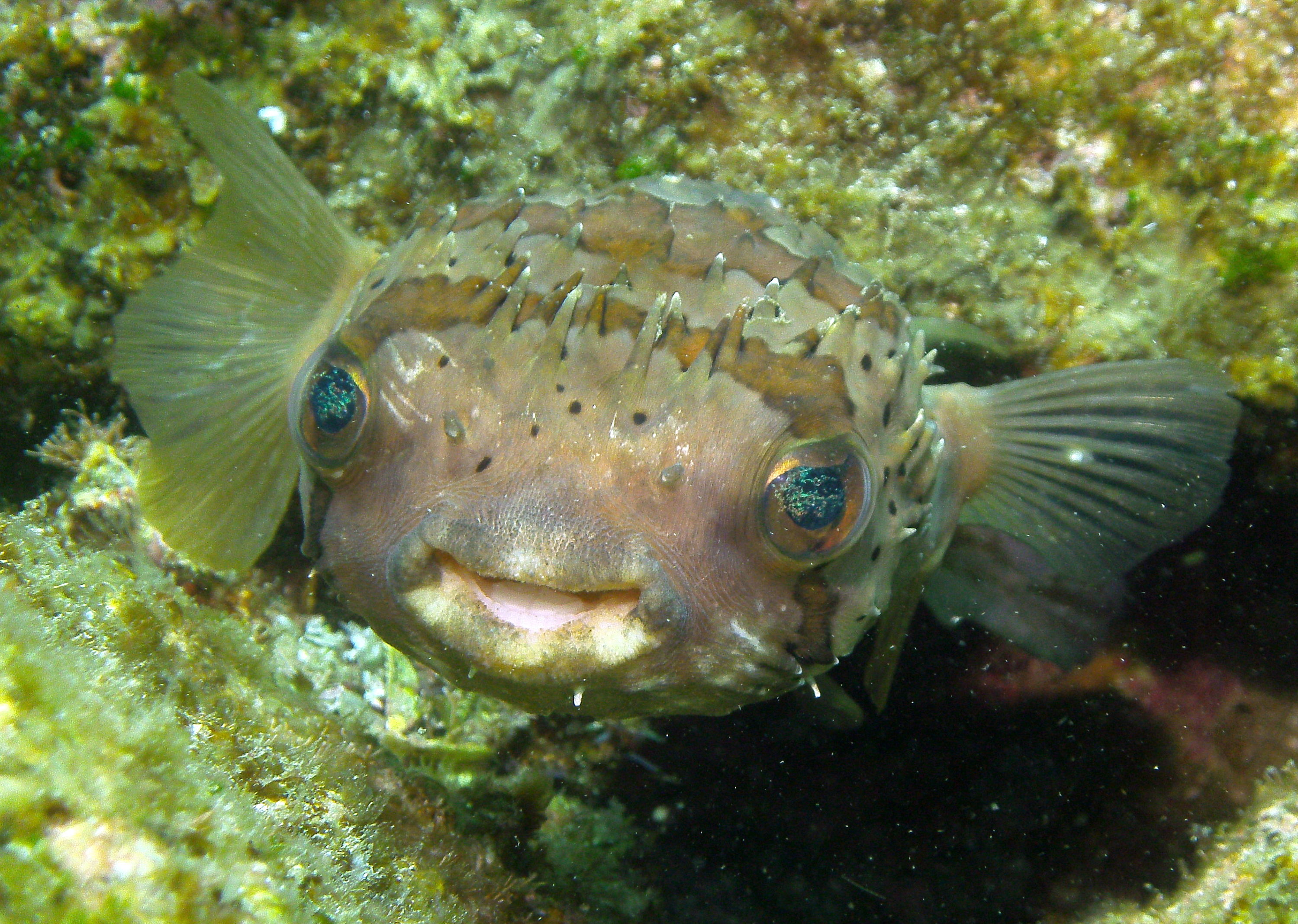 Pufferfish