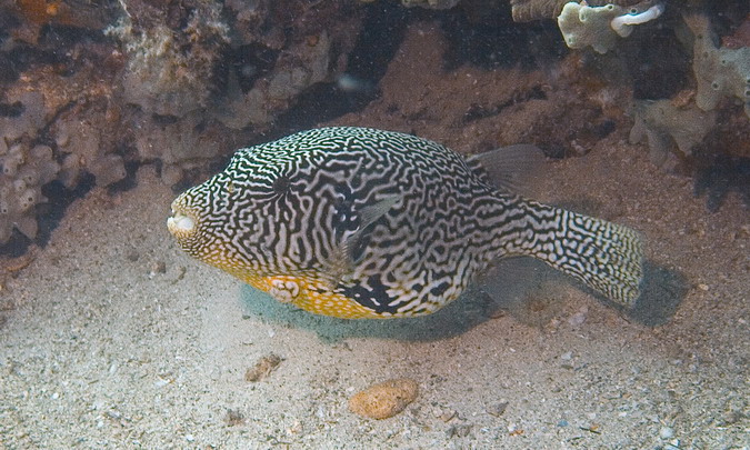 Pufferfish