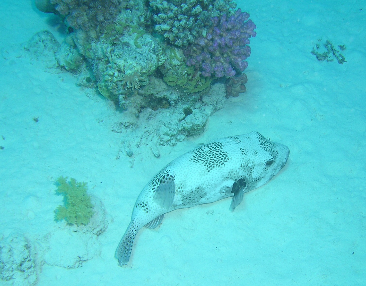 Pufferfish