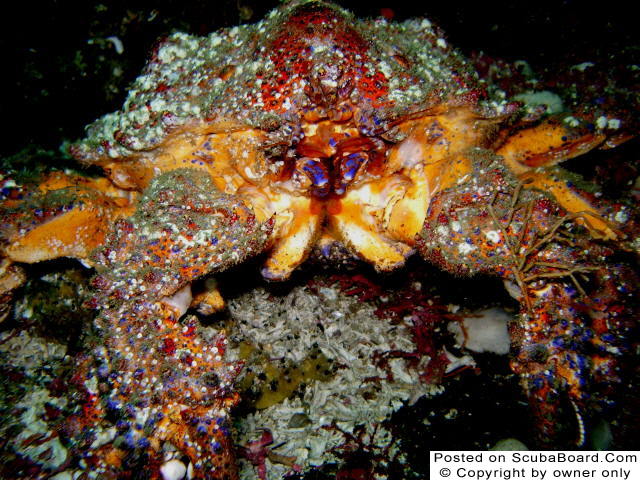 Puget Sound King Crab