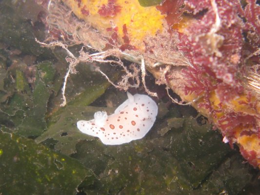 Puget Sound Nudibranchs
