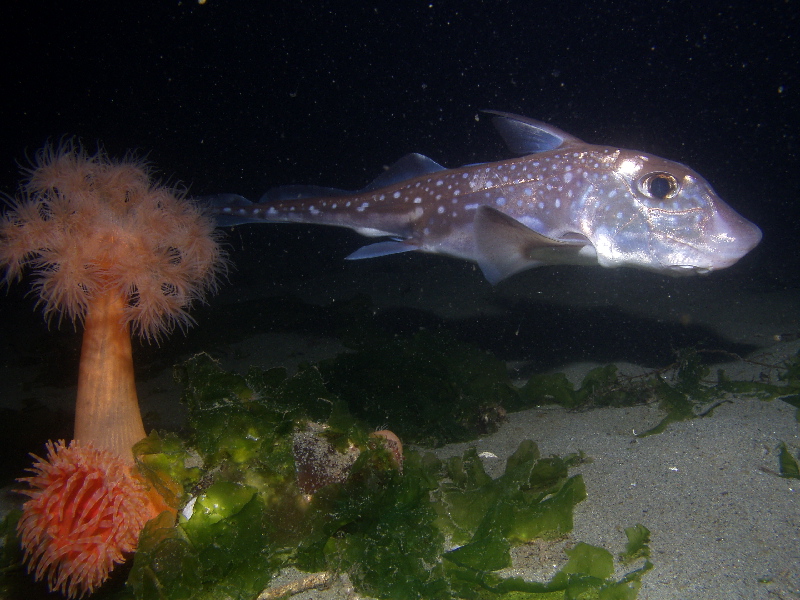 Puget Sound Ratfish