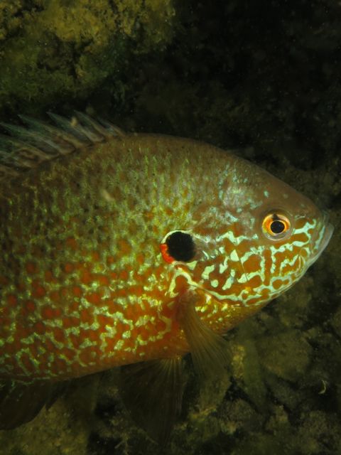 Pumpkinseed Sunfish