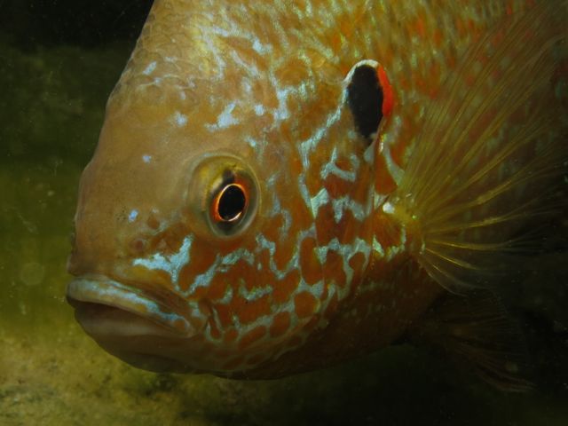 Pumpkinseed Sunfish