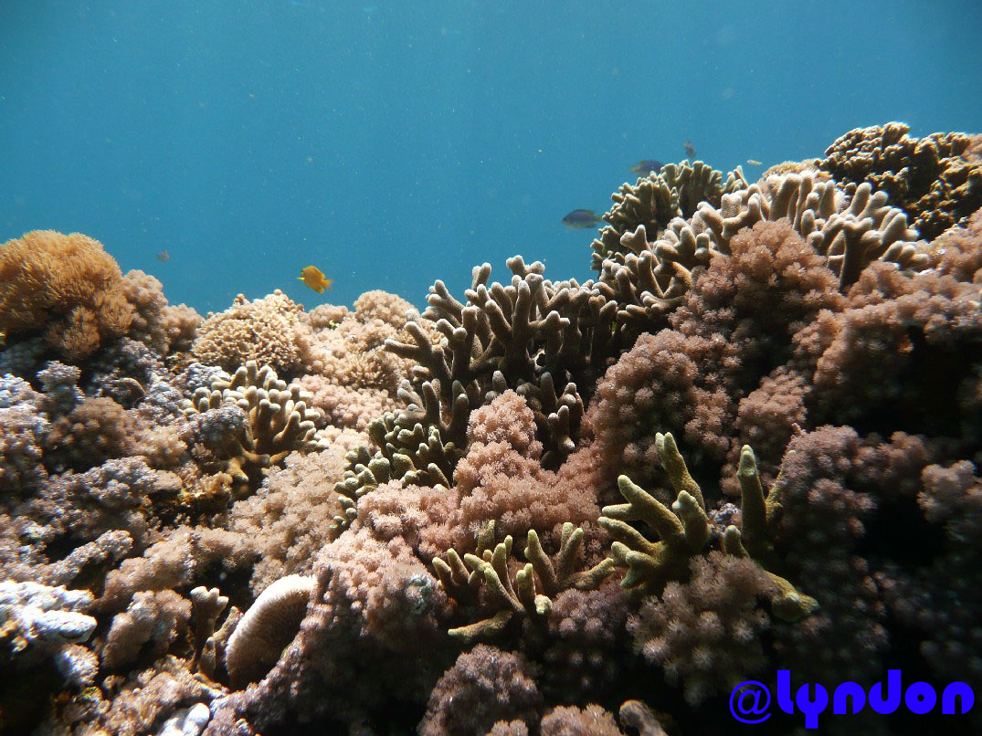 Punta Bilar Reef, Surigao