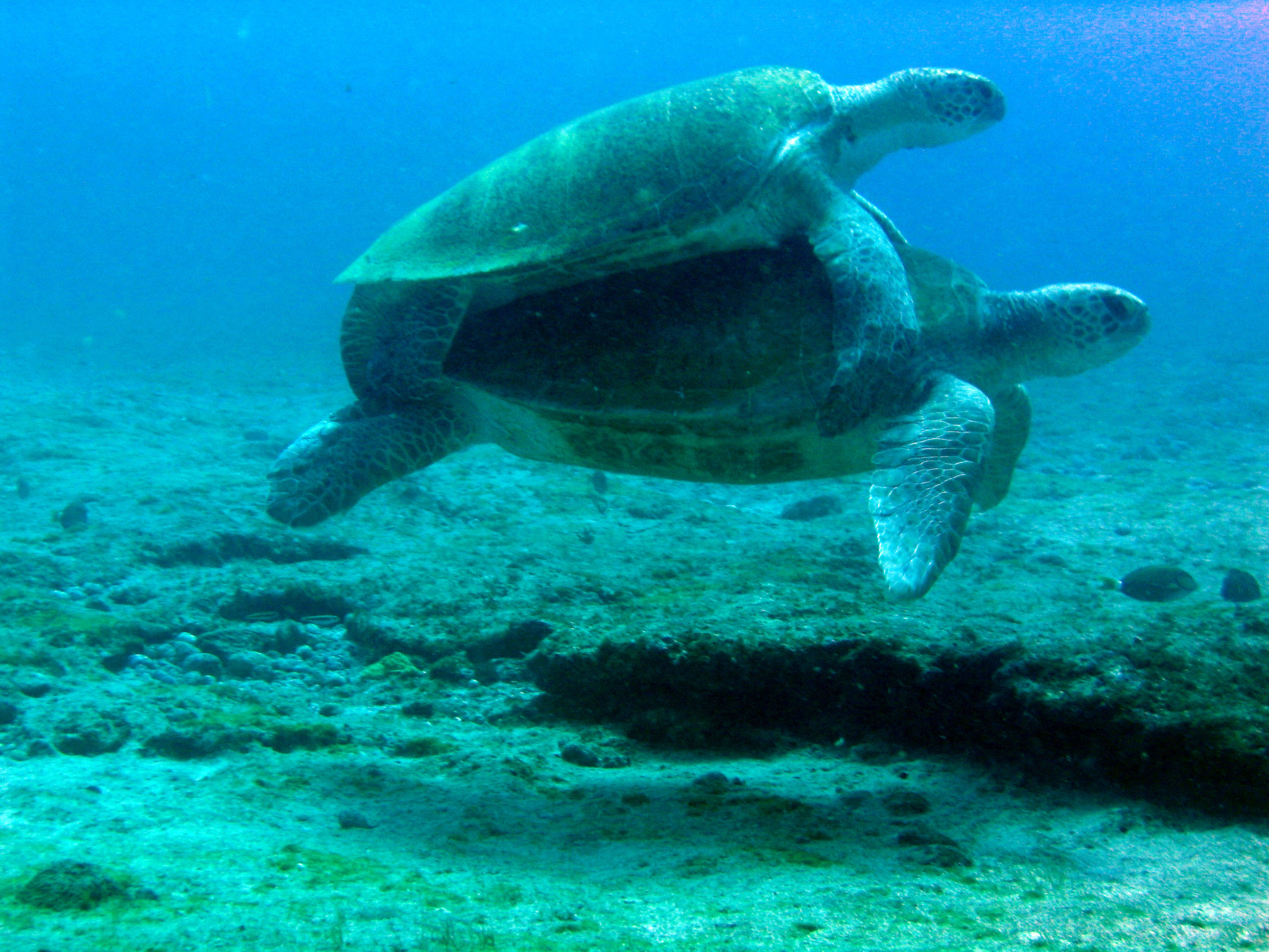 Punta Sur Isla MuejresTurtle Love