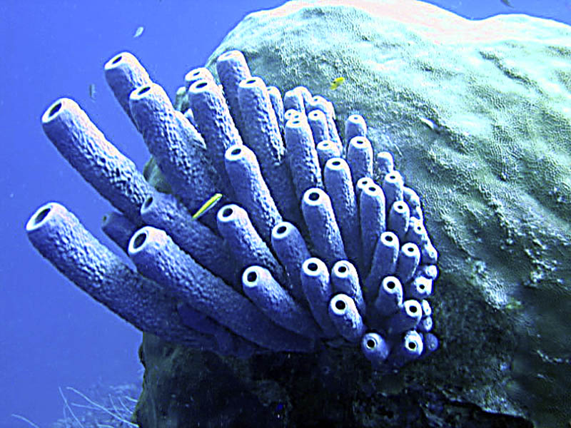 Purple Barrel Coral